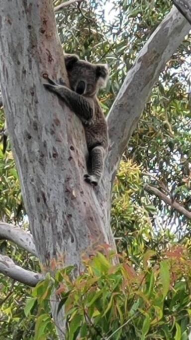 Tranquil Escape - Koala Hotspot - 2 Bed 2 Bath Apt Spectacular Sea Views Soldiers Point Exterior foto